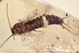 Detailed Fossil Silverfish (Zygentoma) In Baltic Amber - Rare #328119-1
